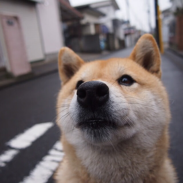 “历史巨星：科比的精彩瞬间回顾”，科比最精彩